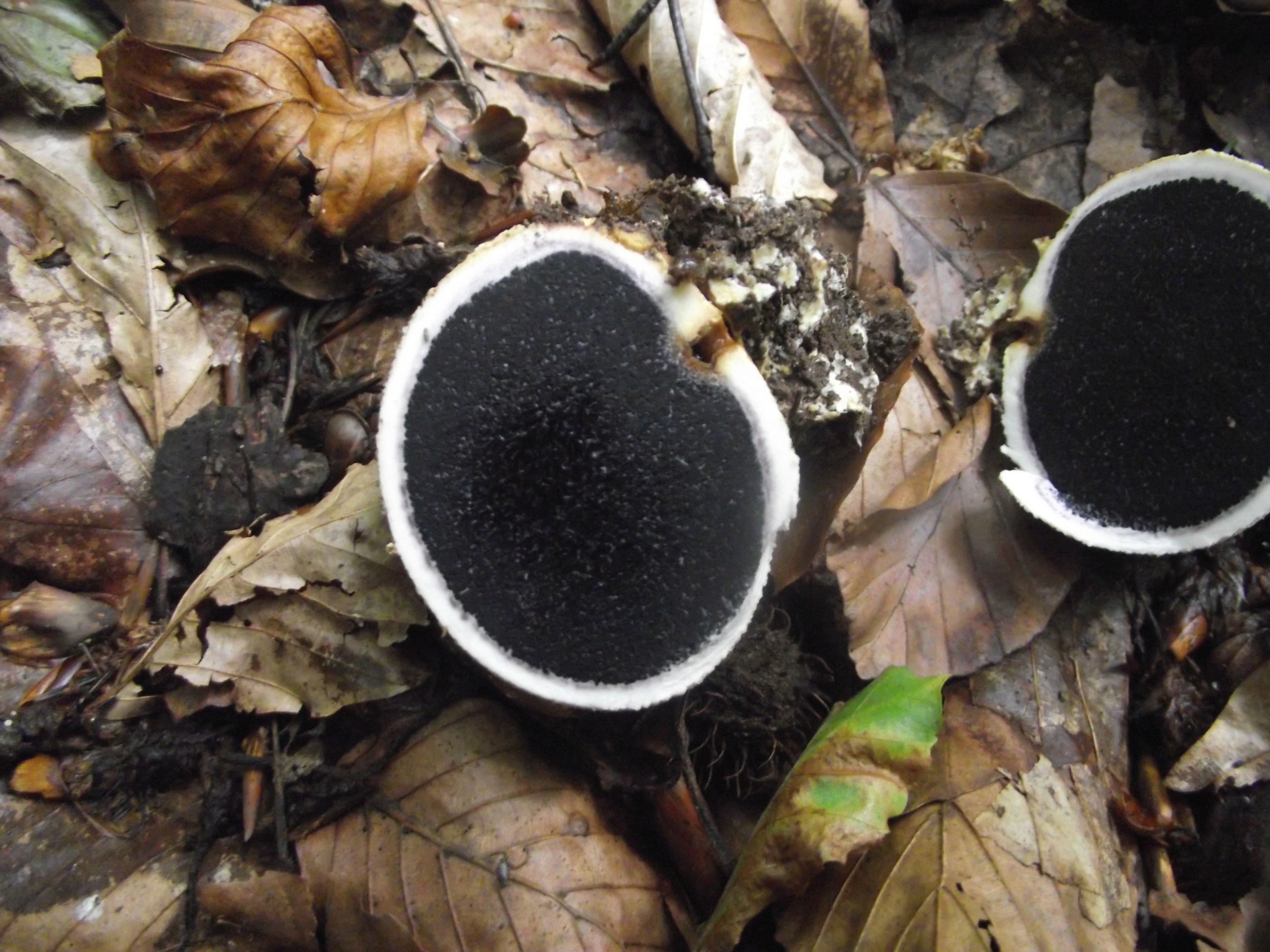 Dickschaliger Kartoffelbovist